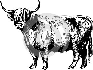Cow highland graphics illustration