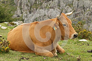 Cow photo