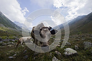 Cow on highland of Rize photo