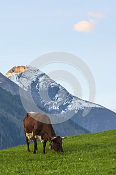 Cow on the hillside