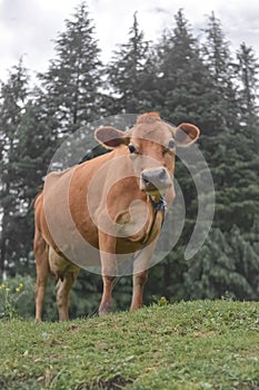 COW (HIMACHAL COW)