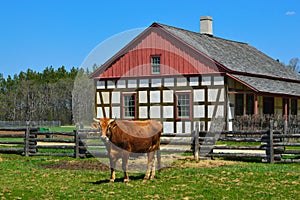 Cow Historical Schultz Farm House