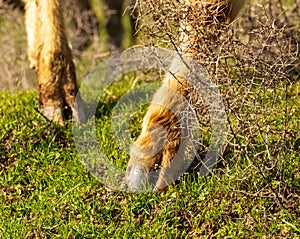 Cow hooves on the grass in spring