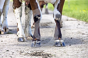 Cow hooves of standing, a dairy cow on a path, red brown and white fur