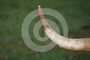 Cow horn in the nature