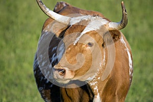 Cow with Horns