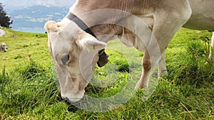 Cow without horns grazing in Switzerland