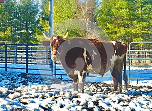 Cow with horns standing in trampled snow