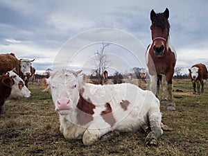 A cow and a horse on pasture stare at the camera during a cloudy day