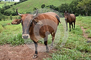 Cow and Horse