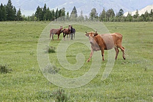 The cow and horses are grazed in the meadow
