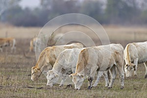 Cow in Hortobagy National Park, UNESCO World Heritage Site, Puszta is one of largest meadow and steppe ecosystems, Hungary photo