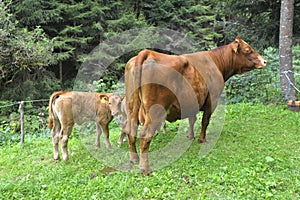 Cow husbandry in the alps