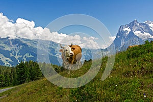 Cow in idyllic alpine landscape, Alps mountains and countryside in summer