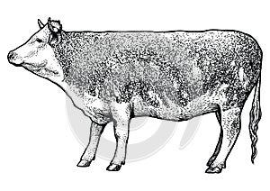 Cow illustration, drawing, engraving, line art, realistic