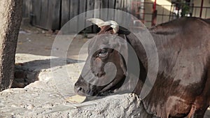 Cow in India