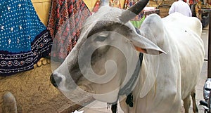 Cow in India