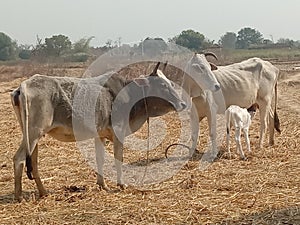 The cow Indian domestic animal