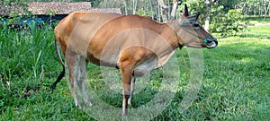 female ipat cattle from Indonesia