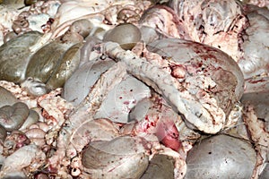 Cow intestines in the abdomen