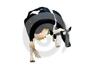 A cow, isolated