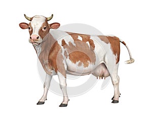 Cow Isolated