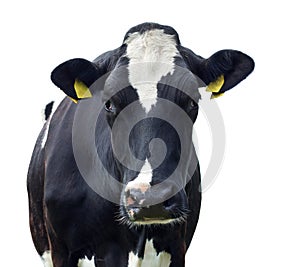 Cow,Isolated