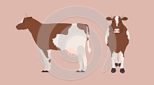 Cow isolated on light background. Bundle of portraits of cute domestic herbivorous animal, beef or dairy cattle, farm