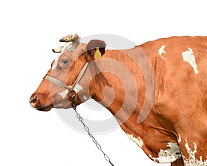 Cow isolated. Red funny cow portrait close up. Farm animals.