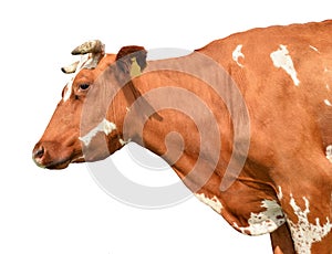 Cow isolated. Red funny cow portrait close up. Farm animals.