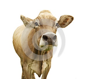 Cow Isolated on White