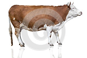 Cow isolated on white