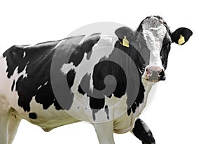 Cow isolated on white background