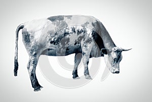 Cow isolated on the white background