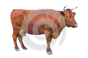 Cow isolated