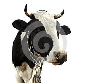 Cow isolated