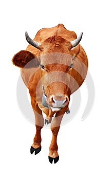 Cow isolated on white