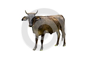 Cow isolated on a white background,cliping paths