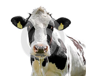 Cow isolated on a white background