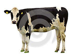 Cow isolated on white background