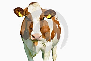 Una mucca su bianco 