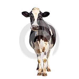 Cow isolated on white, standing upright black and white, full length and front view and copy space