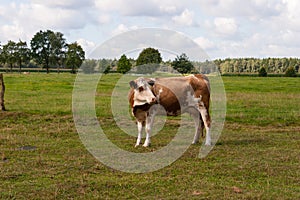 Cow on a juicy pasture