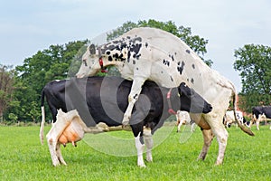 Cow jumps on top of another dairy cow