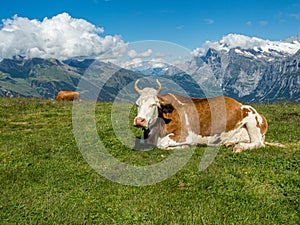 Cow in Jungfrau region of Swiss Alps