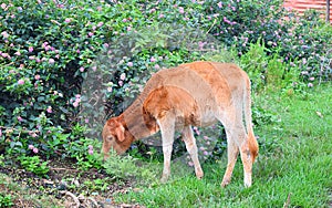 A Cow Kid - Young Calf - Grazing Grass in Field in Indian Countryside