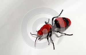 Cow Killer Wasp (Red Velvet Ant)