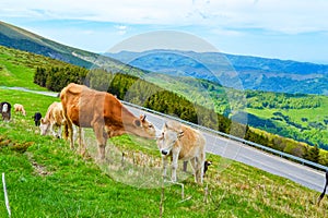 Cow kisses poddy by Balkan mountain Troyan pass Bulgaria