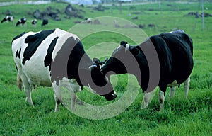 Cow, Kundasang, Sabah