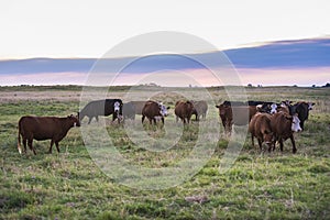 Cows in Pampean field